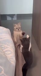 Котики+не+против(1).mp4