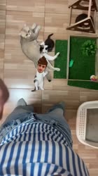 .mp4