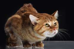 scared-cat-Ringwood-Vet-Clinic.jpg