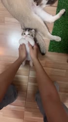 Kucing imut lucu #kucing #kucingimut #shorts #lucu #fyp.mp4
