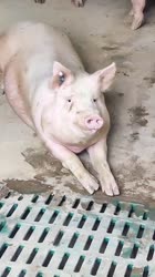 1749723067255.mp4