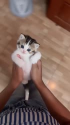 Kucing imut lucu #kucing #kucingimut #shorts #lucu #fyp.mp4