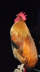 1695280165012.mp4