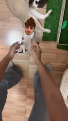 .mp4