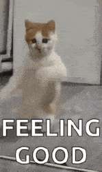 dancing-cat-dance.gif