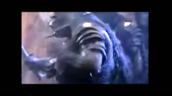 5.mp4