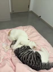 #t=0(4).mp4