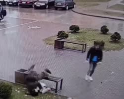 1668764418926.mp4
