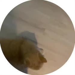 .mp4
