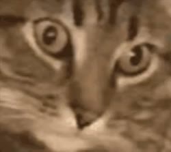 voron-gato.mp4
