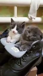 VID20250617173101792.mp4