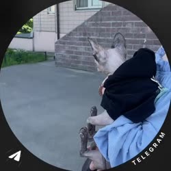video (3).mp4