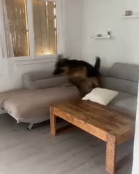 8168657586719.mp4