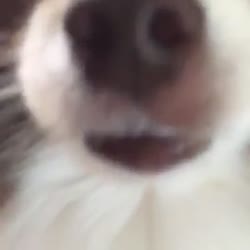 Arf.webm