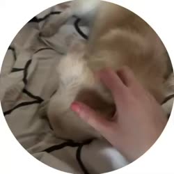 1750267667326.mp4