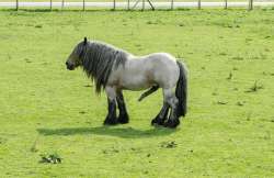 belgian-heavy-horse-brabancon-big-600nw-1154738392-946621452.jpg