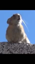 Сань Сань Саня Санёёёёк.mp4