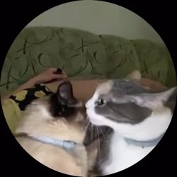 1647951744036.mp4