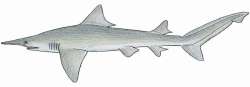 Isogomphodonoxyrhynchus.jpeg