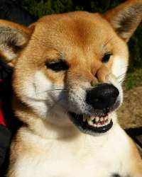 a7669d0a8acb1e6e5d3f919eec3134c5--shiba.jpg
