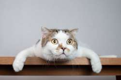 close-up-scottish-fold-cat-head.jpg
