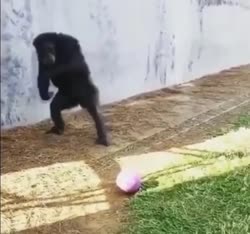 monkey hits the ball.mp4