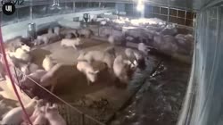 VID20250618051917675.mp4