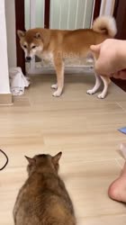 1674100877470.mp4