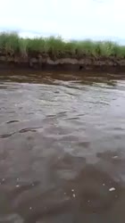 пристрелил рыбу.webm