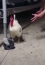17504488746190.webm