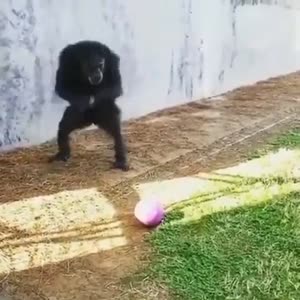 17222362786320.webm