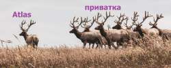 приваточники.webp