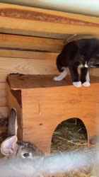 155675674564.MOV
