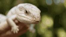 reptile-lick.gif