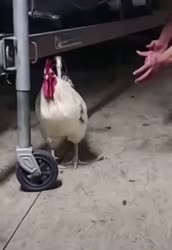 17504488746190.webm