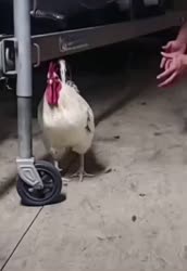 17504488746190.webm