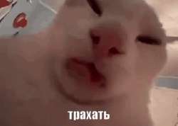 17085305820160.gif