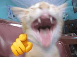 cat-meme-laughing.jpg