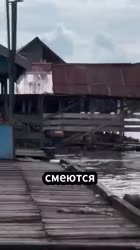 Крокодилы притворяются тонущими природа.mp4