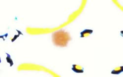 sosiska.webm