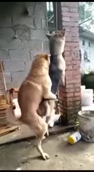 17338668210010.webm