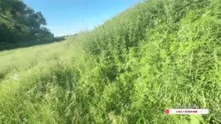дедская.mp4