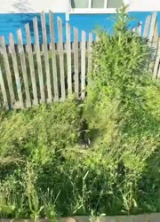 учится.mp4