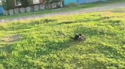 охотится.mp4