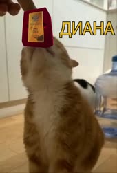 zoloto.mp4