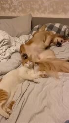 needy.animals-20250628-0001.mp4
