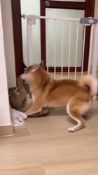 1737939032509.mp4