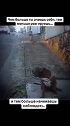 AQOJUmCHIHOlxaXLxLKGqphnngudHInnW3YMa18t0ZSYaFl1rqJ1ZlYPZ51HfS.mp4