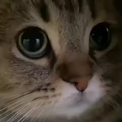 17501895503270.mp4