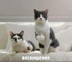 cats.png